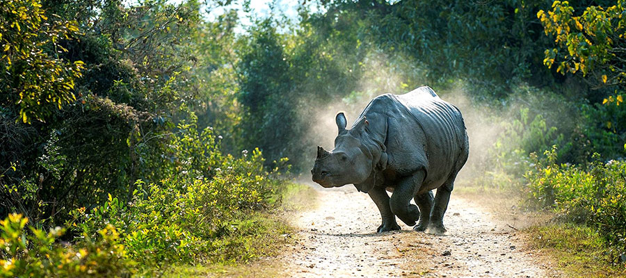 Kaziranga Kaziranga