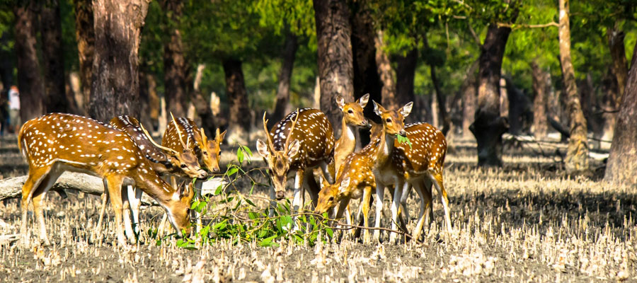 Sundarban